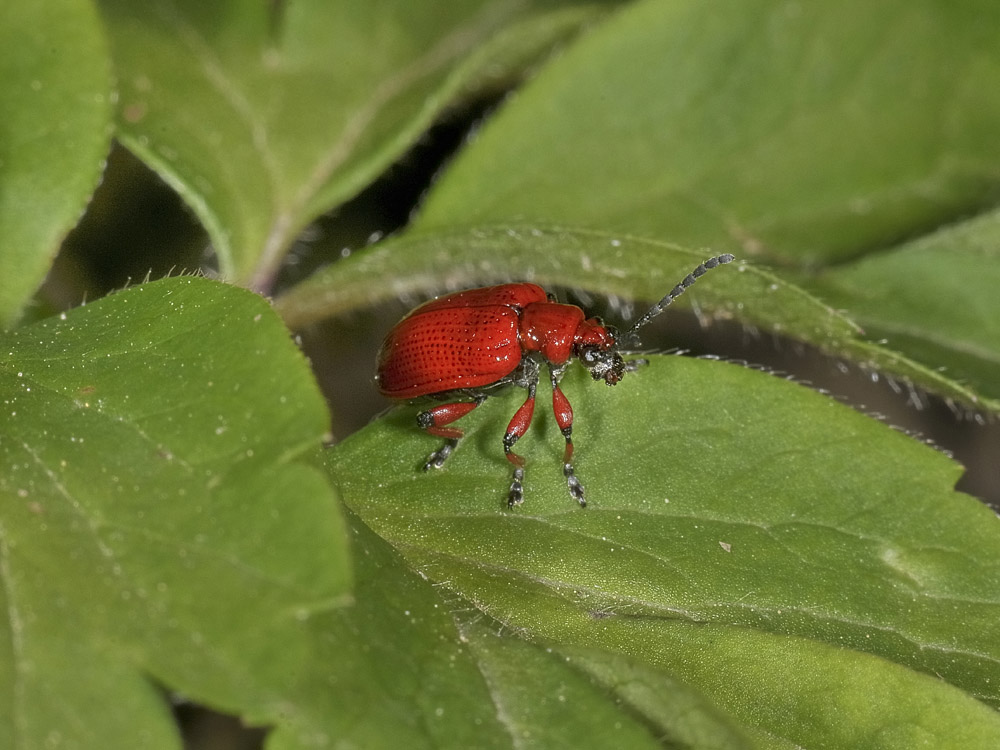 Lilioceris merdigera (Chrysomelidae)